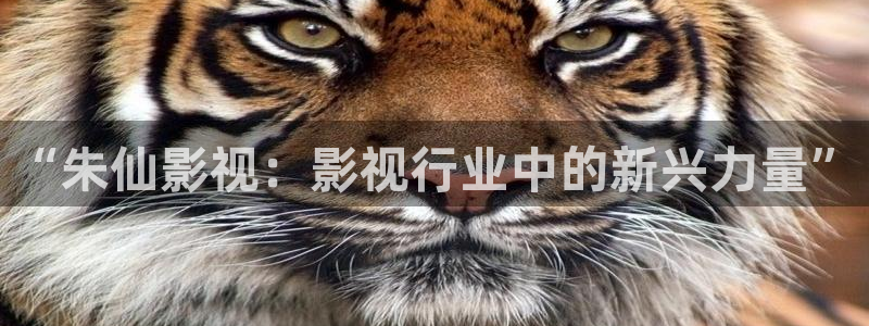 被窝午夜理论影片：“朱仙影视：影视行业中的新兴力量”